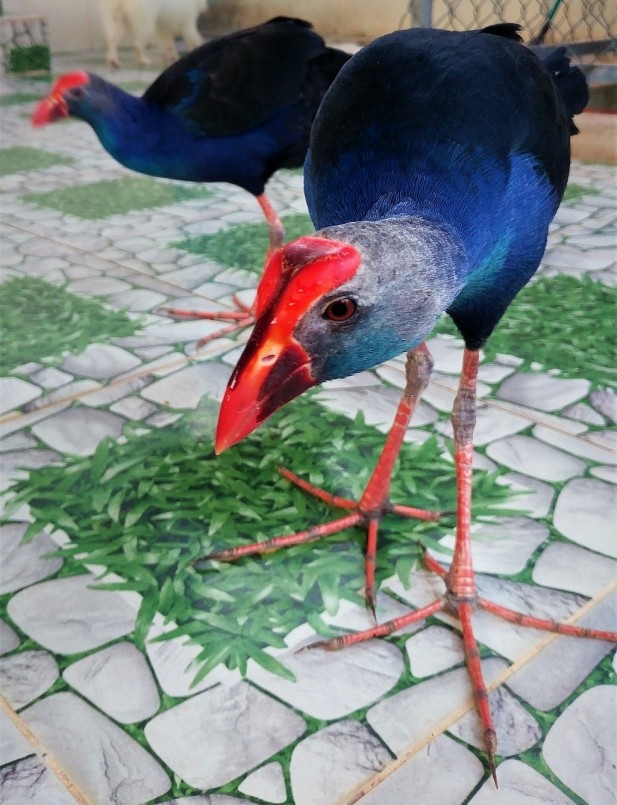 Khi đã thuần hóa có thể nuôi thả trích cồ như nuôi gà. Khi đã thuần hóa có thể nuôi thả trích cồ như nuôi gà.