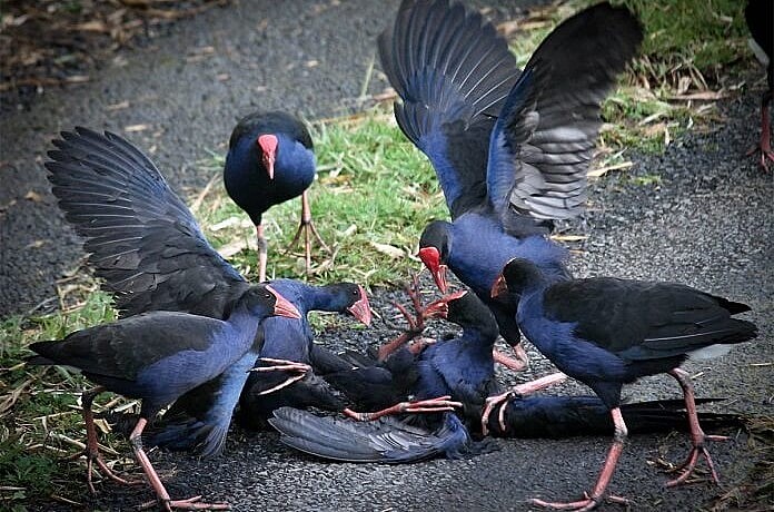 Chim trích cồ có tập tính tập thể rất cao, thường sống thành bầy đàn. Chim trích cồ có tập tính tập thể rất cao, thường sống thành bầy đàn.