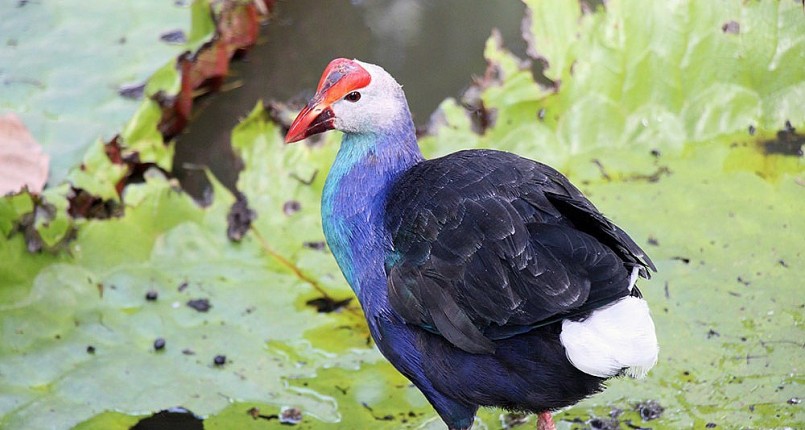 Ngày nay, do nạn săn bắt quá mức và môi trường sống thay đổi nên chim Trích Cồ sống ngoài tự nhiên còn rất ít. Ngày nay, do nạn săn bắt quá mức và môi trường sống thay đổi nên chim Trích Cồ sống ngoài tự nhiên còn rất ít.