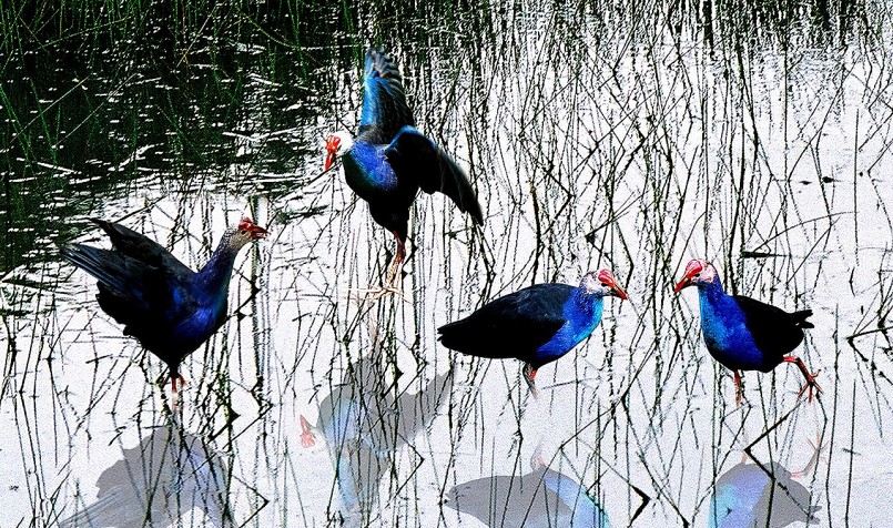 Trích cồ là loài chim hoang dã quí hiếm cần được bảo tồn... Trích cồ là loài chim hoang dã quí hiếm cần được bảo tồn...