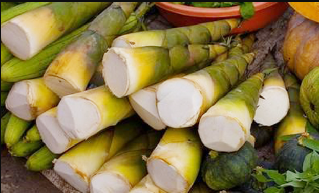 Chịn những cây măng thấp để bớt đắng