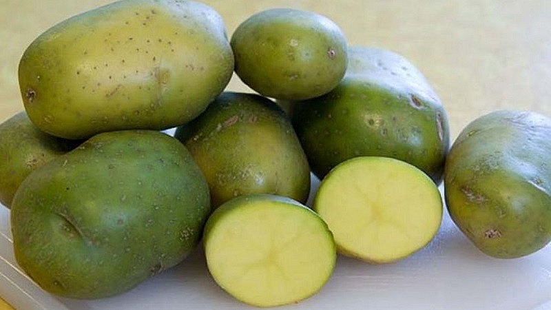 Khoai tây chuyển màu xanh dễ gây ngộ độc