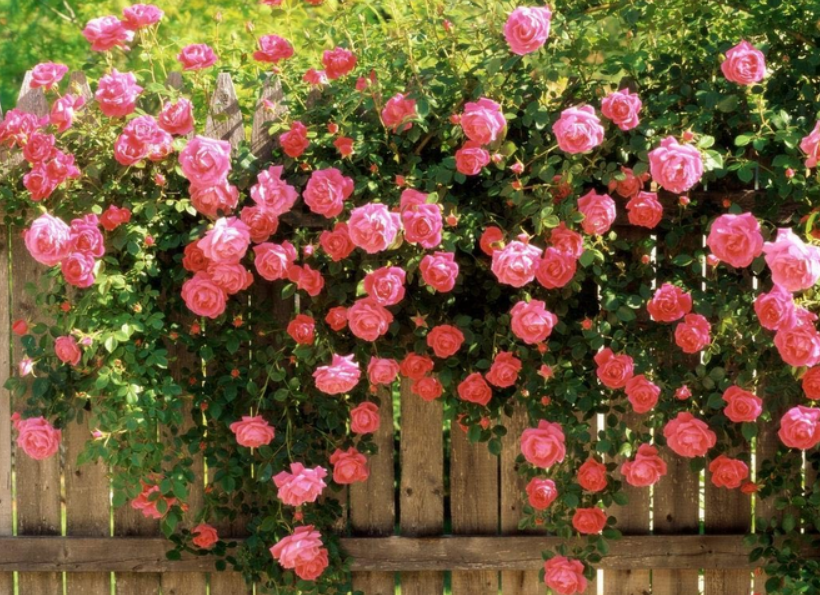 3 loại hoa cực dễ trồng, 2 tháng là leo tường, nở một lúc cả trăm bông