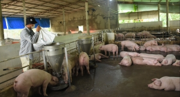 Giá heo hơi hôm nay (17/2) thủng đáy 50.000 đồng/kg, hãm đà giảm trước những khó khăn kéo dài