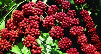 Giá nông sản hôm nay (17/2): Cà phê khởi sắc trở lại, hồ tiêu nối dài đà tăng mạnh 1.500 đồng/kg