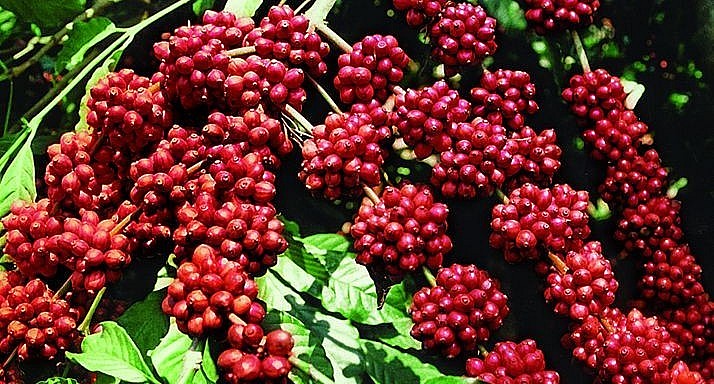 Giá nông sản hôm nay (17/2), giá cà phê quay đầu đi lên trên thị trường thế giới. Giá nông sản hôm nay (17/2), giá cà phê quay đầu đi lên trên thị trường thế giới.