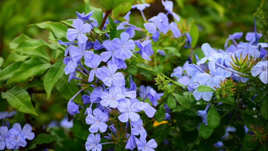 3 loại hoa cực dễ trồng, 2 tháng là leo tường, nở một lúc cả trăm bông