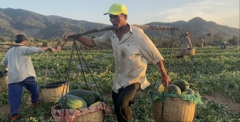 Những phận người du mục ở thủ phủ dưa hấu Krông Pa, bao phen đổ mồ hôi ra trái đắng