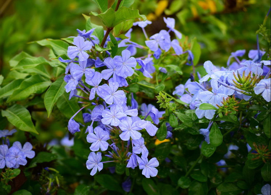 3 loại hoa cực dễ trồng, 2 tháng là leo tường, nở một lúc cả trăm bông