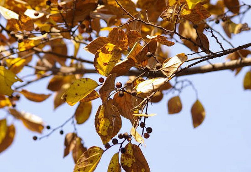 Cây cơm nguội vàng - hình ảnh quen thuộc trên các tuyến phố Hà Nội khi đất trời vào thu