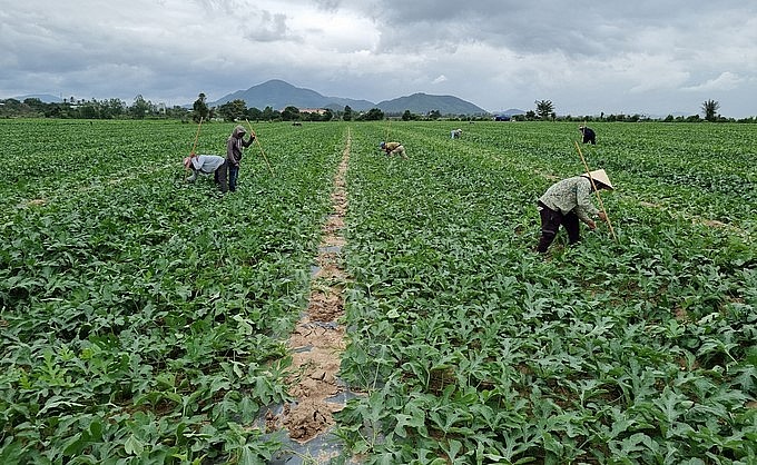 Huyện Krông Pa được xem là thủ phủ trồng dưa của tỉnh Gia Lai với diện tích hơn 1.000ha. Huyện Krông Pa được xem là thủ phủ trồng dưa của tỉnh Gia Lai với diện tích hơn 1.000ha.