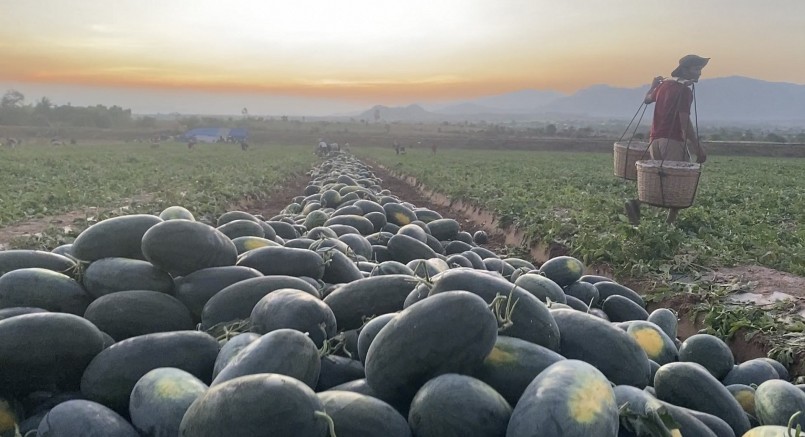 Dưa hấu được thu hoạch tại điểm tập kết chờ thương lái tới lấy hàng. Dưa hấu được thu hoạch tại điểm tập kết chờ thương lái tới lấy hàng.