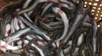 Cơn sốt cá kèo tăng kỷ lục, sự nuối tiếc của người dân và hệ lụy làm nông theo phong trào