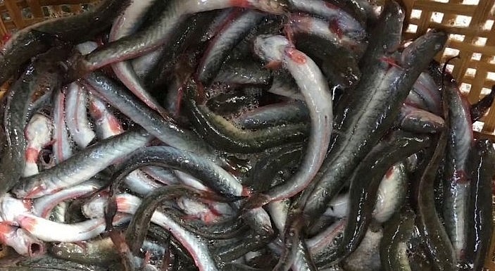 Sau tết, giá cá kèo tăng kỷ lục từ 140.000 - 180.000 đồng/ký. 