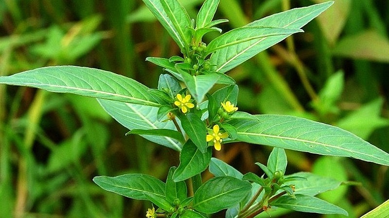 Cây rau mương là dược liệu tự nhiên có trong nhiều bài thuốc