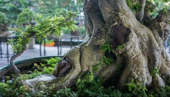 Siêu phẩm mai chiếu thủy qua một thế kỷ trường tồn, nhiều đại gia mê mẩn định giá tiền tỷ