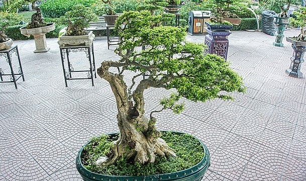 Theo ông Vương Xuân Nguyên, cây mai chiếu thủy cổ thụ của nghệ nhân Thọ hiện là một trong những siêu phẩm trong giới sinh vật cảnh bởi mức độ quý hiếm. Theo ông Vương Xuân Nguyên, cây mai chiếu thủy cổ thụ của nghệ nhân Thọ hiện là một trong những siêu phẩm trong giới sinh vật cảnh bởi mức độ quý hiếm.