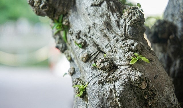 Cây mai chiếu thủy cổ thụ được tạo dáng theo thế bạt phong, khoe được lá và độ phô thân. Cây mai chiếu thủy cổ thụ được tạo dáng theo thế bạt phong, khoe được lá và độ phô thân.