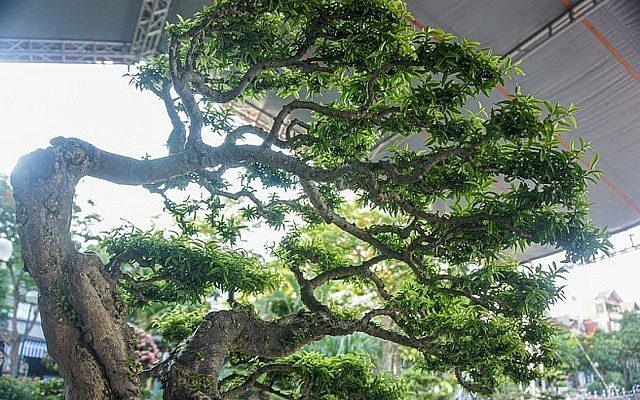 Ông Nguyên tiết lộ, đây là lần đầu tiên cây mai chiếu thủ cổ thụ được mang ra triển lãm, giới thiệu trước công chúng. Ông Nguyên tiết lộ, đây là lần đầu tiên cây mai chiếu thủ cổ thụ được mang ra triển lãm, giới thiệu trước công chúng.