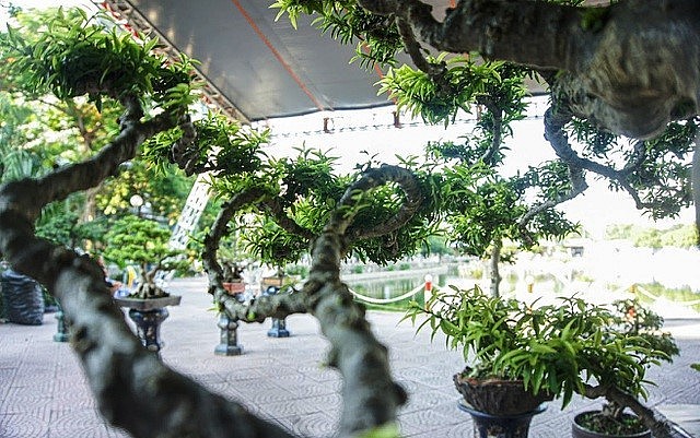 Mai chiếu thủy là bảo vật của nghệ nhân Thọ. Mai chiếu thủy là bảo vật của nghệ nhân Thọ.