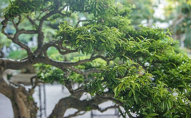 Mai chiếu thủy bonsai được ưa thích bởi những gốc mai uy nghiêm, tán rộng và hoa trắng điểm xuyến. Mai chiếu thủy bonsai được ưa thích bởi những gốc mai uy nghiêm, tán rộng và hoa trắng điểm xuyến.