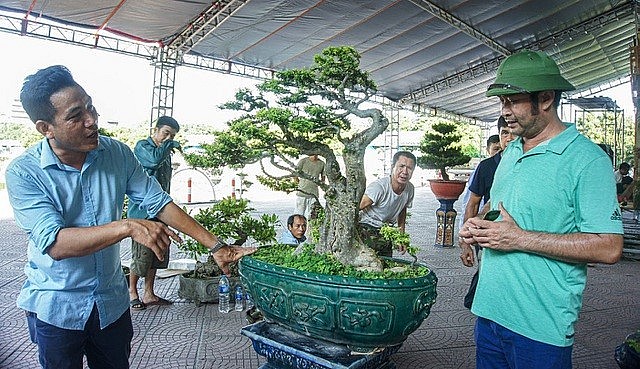 Theo định giá của giới sinh vật cảnh, cây mai chiếu thủy trăm tuổi hiện có giá lên tới tiền tỷ. Theo định giá của giới sinh vật cảnh, cây mai chiếu thủy trăm tuổi hiện có giá lên tới tiền tỷ.