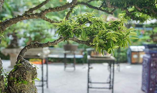 Cây mai chiếu thủy cổ thụ có tán lá đẹp và xòe rộng. Cây mai chiếu thủy cổ thụ có tán lá đẹp và xòe rộng.