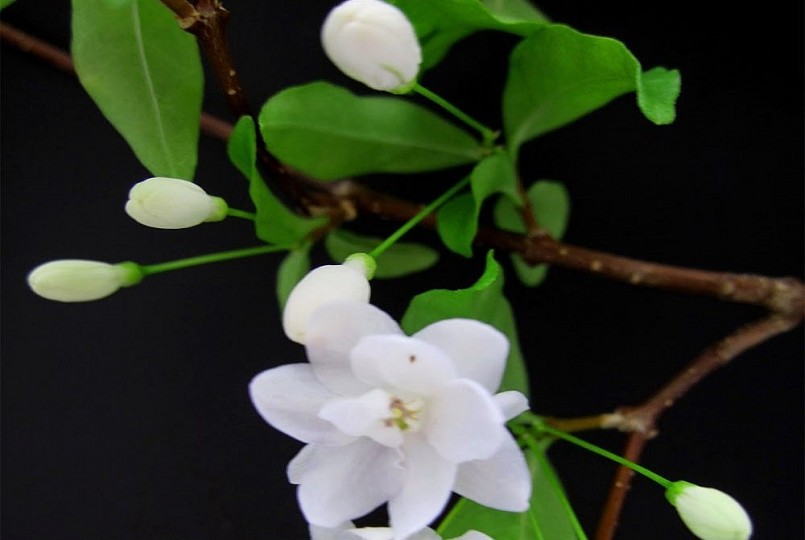 Hoa mai chiếu thủy không hướng lên trên mà hướng xuống đất, hoa có mùi thơm thoảng nhẹ. Hoa mai chiếu thủy không hướng lên trên mà hướng xuống đất, hoa có mùi thơm thoảng nhẹ.