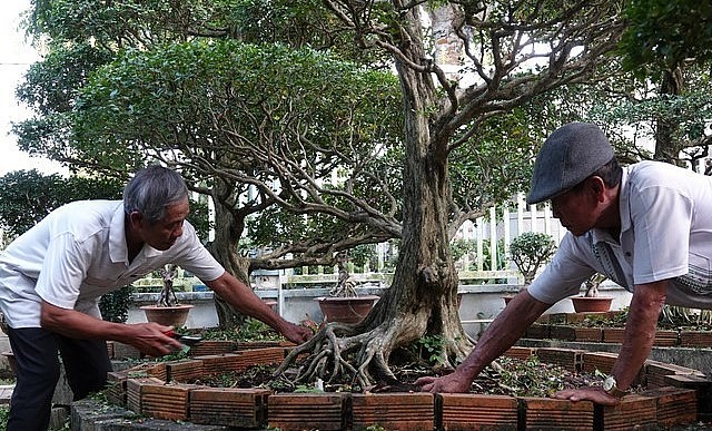 Ông Dành (trái) tỉa cành, dọn rễ cho cây nguyệt quế cổ thụ.