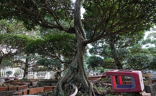 Những cây nguyệt quế có chiều cao hơn 3 m, bề hoành gốc to và thân thẳng từ dưới lên.