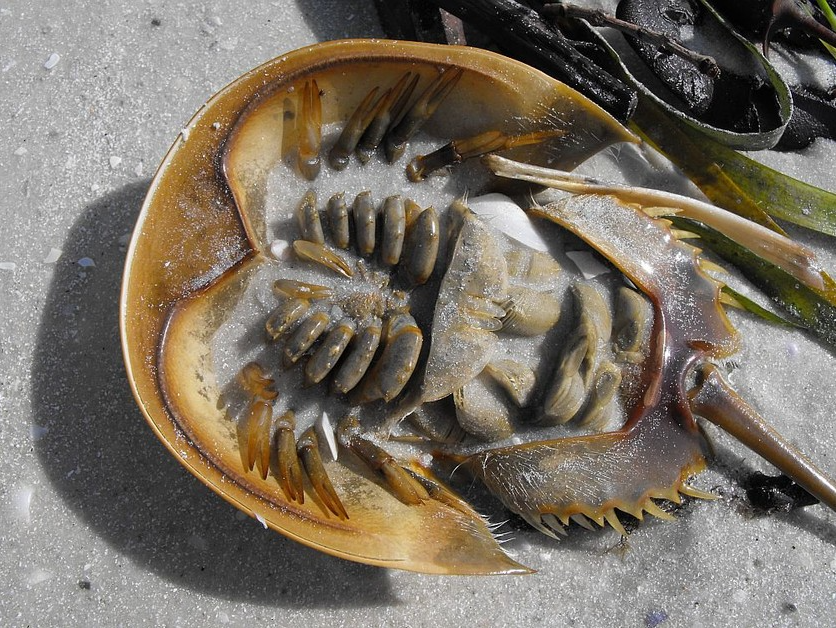 Loại hải sản hiếm ở Việt Nam: Thịt đã quý, máu của chúng còn đắt đỏ hơn nhiều Loại hải sản hiếm ở Việt Nam: Thịt đã quý, máu của chúng còn đắt đỏ hơn nhiều