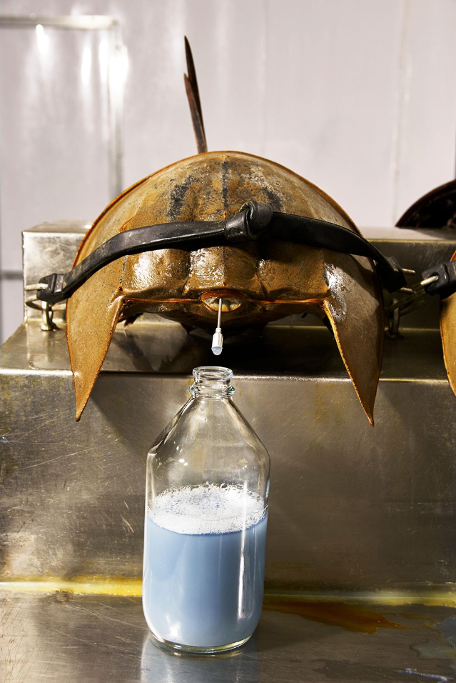 Loại hải sản hiếm ở Việt Nam: Thịt đã quý, máu của chúng còn đắt đỏ hơn nhiều Loại hải sản hiếm ở Việt Nam: Thịt đã quý, máu của chúng còn đắt đỏ hơn nhiều