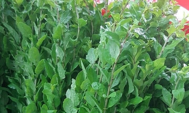 Nhiều người sử dụng lá kỷ tử như món rau hàng ngày để bồi bổ cho cơ thể. Nhiều người sử dụng lá kỷ tử như món rau hàng ngày để bồi bổ cho cơ thể.