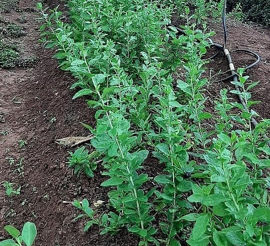 Trồng cây câu kỷ tử trên đất vườn như trồng rau. Trồng cây câu kỷ tử trên đất vườn như trồng rau.