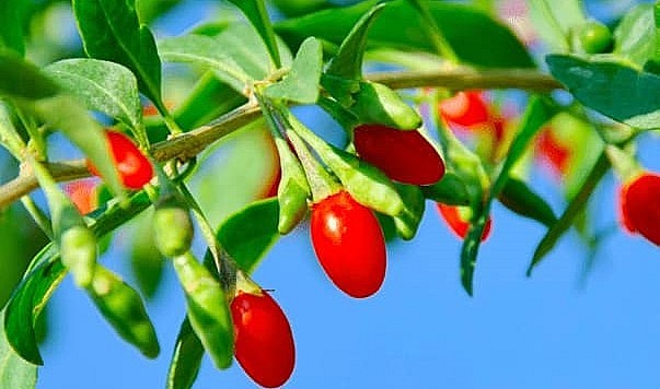 Câu kỷ tử là một loại dược liệu quý được biết tới qua những công dụng tốt cho sức khỏe. Câu kỷ tử là một loại dược liệu quý được biết tới qua những công dụng tốt cho sức khỏe.