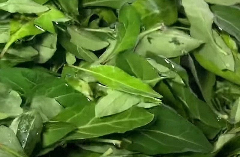 Lá kỷ tử có vị ngọt mát là món ăn thanh nhiệt rất tốt. Lá kỷ tử có vị ngọt mát là món ăn thanh nhiệt rất tốt.