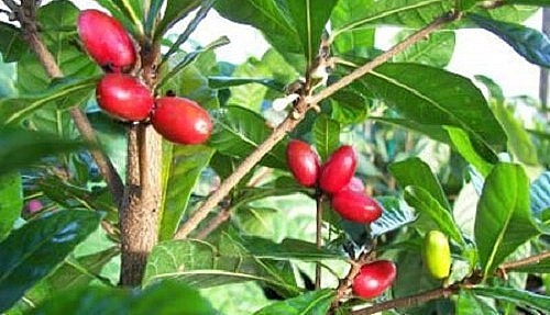 Cây câu kỷ tử sử dụng được cả lá và quả rất tốt cho sức khỏe. Cây câu kỷ tử sử dụng được cả lá và quả rất tốt cho sức khỏe.