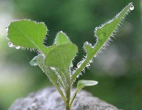 Hình ảnh rau cải trời lúc còn nhỏ Hình ảnh rau cải trời lúc còn nhỏ