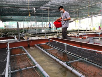 Nuôi con đặc sản dày đặc trong bể xi măng, vớt lên bán 130.000/kg thu lãi hàng trăm triệu đồng