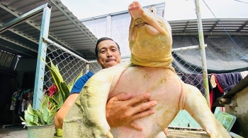 Nuôi loài cua đinh khổng lồ trong bể nhỏ gọn lãi 800 triệu/năm, tỷ phú lộ bí quyết