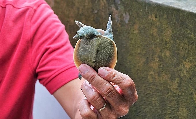 Mỗi con cua đinh giống anh Quan bán với giá 400.000 đồng.