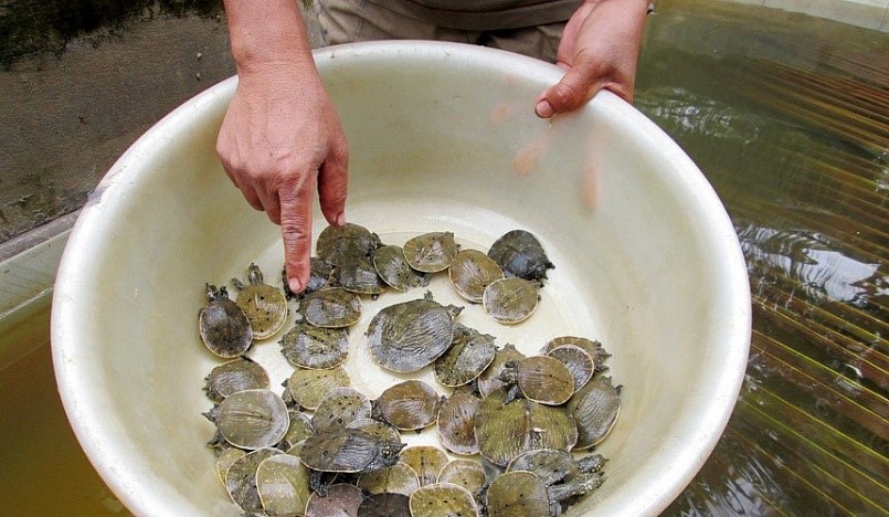 Khi nuôi cần lưu ý chọn giống cua đinh giống kích cỡ đồng đều, không bị đóng rong, không dị tật, hoạt động nhanh nhẹn. 