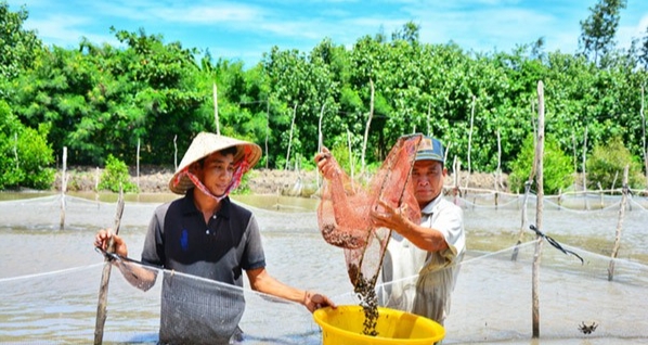 Ông Trần Văn Dũng, ngụ ấp Xẻo Lá, xã Tân Thạnh, huyện An Minh (Kiên Giang), thu hoạch sò huyết Ông Trần Văn Dũng, ngụ ấp Xẻo Lá, xã Tân Thạnh, huyện An Minh (Kiên Giang), thu hoạch sò huyết