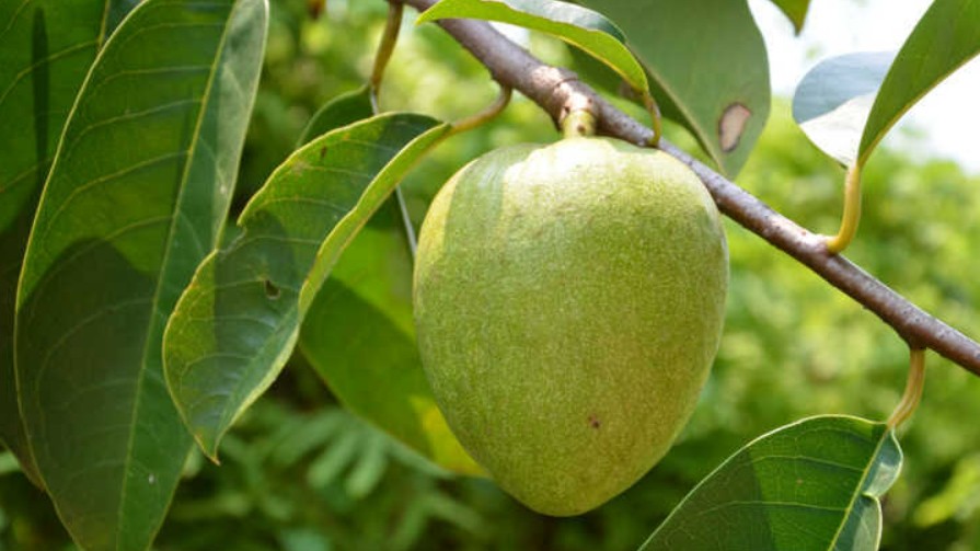 Loại quả vừa quen vừa lạ, chị em lùng mua với giá 90.000 đồng/kg cũng không có hàng