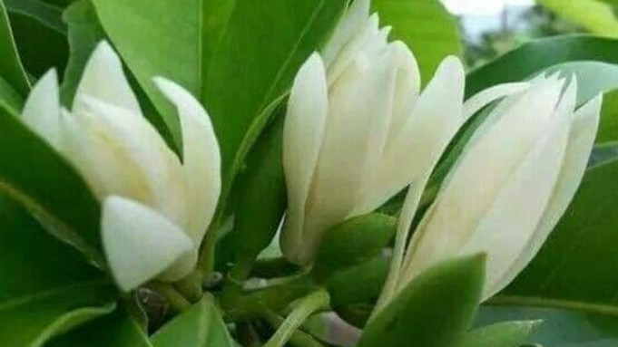 Những loại hoa khi nở hương thơm ngào ngạt khắp nhà, hàng xóm cũng ngửi thấy mùi thơm