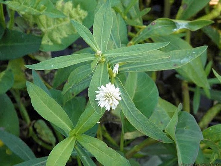 Cây rau dệu Cây rau dệu