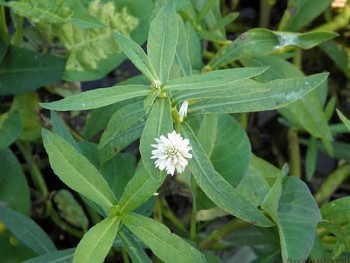 Thứ rau mọc hoang xưa cho lợn ăn, nay hóa "mỏ vàng" giá 100.000 đồng/kg, vừa là rau ngon vừa là thuốc quý