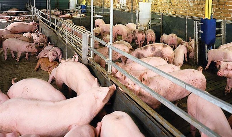 Giá heo hơi hôm nay (18/2) dự báo thị trường heo hơi sẽ còn khó khăn do nguồn cung lớn, xuất khẩu không thuận lợi.