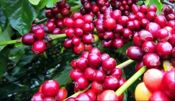 Giá nông sản hôm nay (18/2): Cà phê tiếp đà tăng khởi sắc, hồ tiêu tăng chạm ngưỡng 65.000 đồng/kg