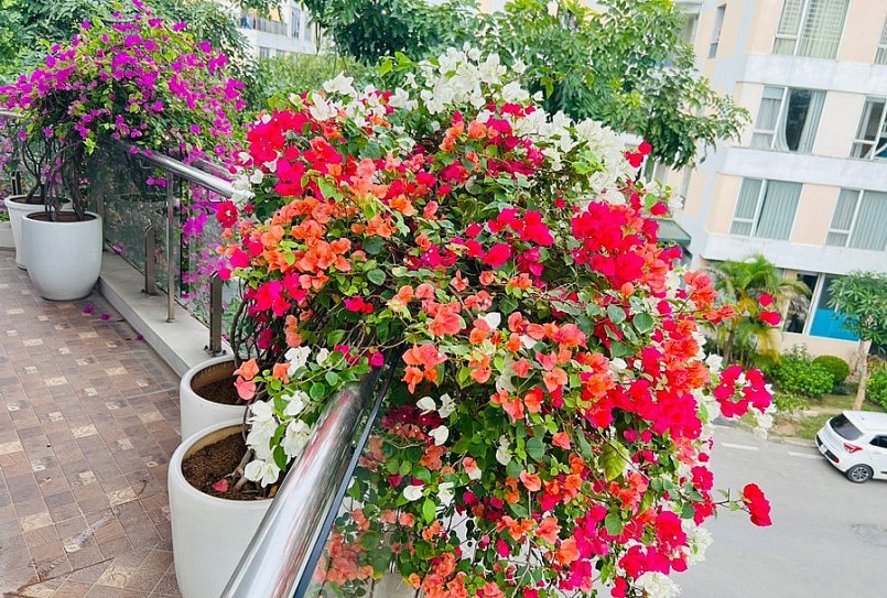 Mỗi không gian nhỏ trong ngôi nhà hoa hồng nhiều loại hoa cùng khoe sắc.